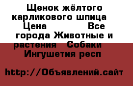 Щенок жёлтого карликового шпица  › Цена ­ 50 000 - Все города Животные и растения » Собаки   . Ингушетия респ.